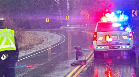 Lost sea lion stuns commuters as it waddled along Vancouver Island highway