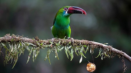 Why thousands of people are traveling to one country to see these birds