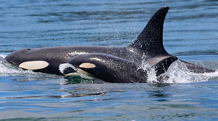 Famous Orca Mom Seen Carrying Dead Calf for the Second Time