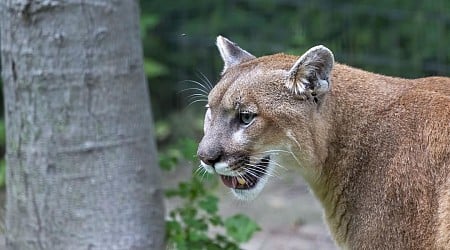 Uncle of Brothers Attacked by Mountain Lion Speaks Out