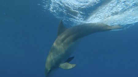 Dolphins in Gulf of Mexico testing positive for fentanyl...