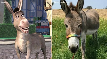 Perry, real-life donkey who inspired iconic 'Shrek' character, dies at 30