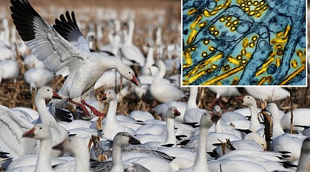 Bird flu wipes out 200 snow geese in Pennsylvania as expert fears 'something worse is on the way'