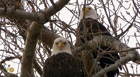 Nature: Bald Eagles in South Dakota