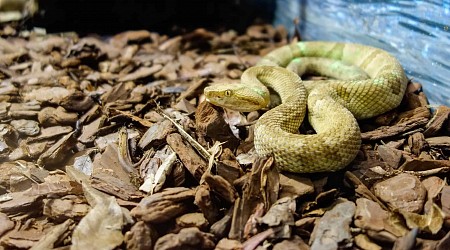 Mais perigosa do mundo? Conheça a ilha das Cobras