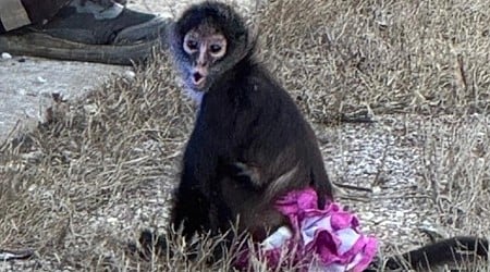 Tutu-wearing spider monkey found wandering loose in Missouri