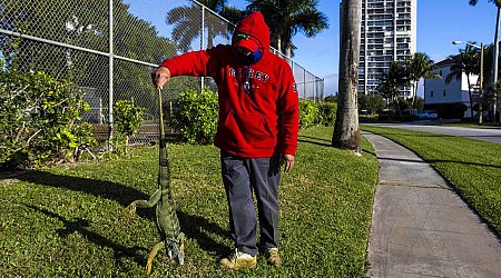 How cold does it need to get in Florida before iguanas start falling out of trees?