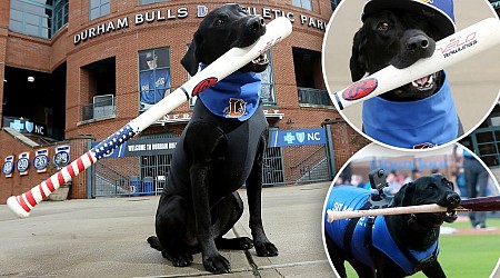 Ripken The Bat Dog, sport item fetching pooch in North Carolina, dies