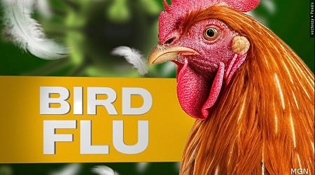 Louisiana man who contracted strain of bird flu has died, state Health Department says