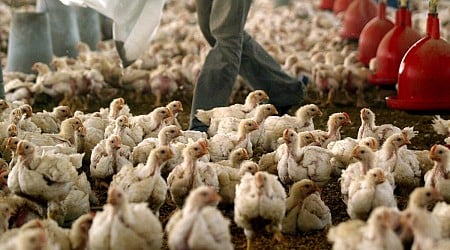 First bird flu patient in U.S. dies in Louisiana