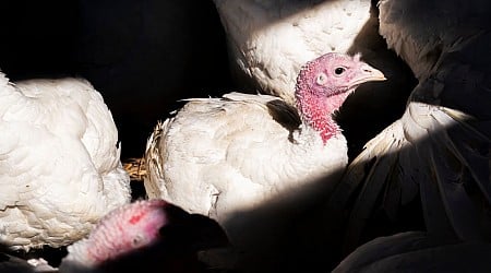 U.S. records its first human bird flu death