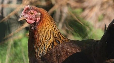 First U.S. bird flu death reported in Louisiana after severe case of H5N1