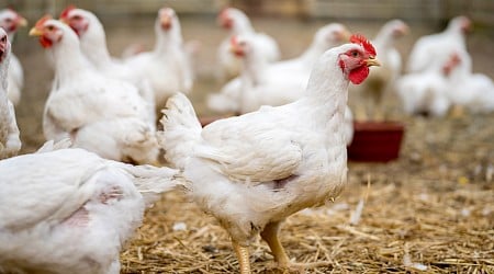 The first confirmed, severe human case of bird flu is here