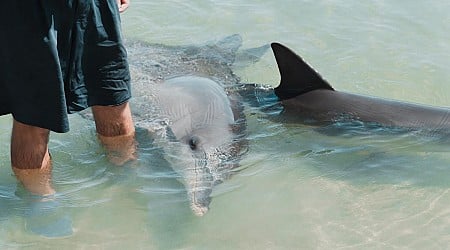 Scientists make disturbing new discovery when studying dolphins: 'We're really just starting to skim the surface'