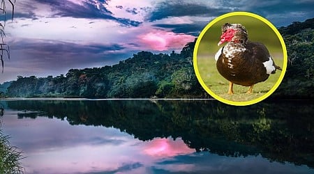 Un hallazgo en Bolivia reescribe la historia de la Amazonía: domesticaron patos y cultivaron maíz hace más de 1.000 años