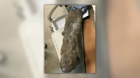 Photo Authentically Shows Dinosaur Limb with 'Remarkable' Features