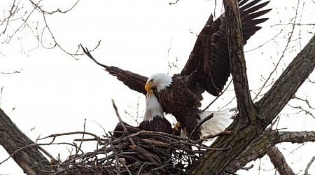 Minnesota DNR EagleCam Delivers a Surprise