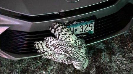 Snowy owl rescued from car grille by Minnesota woman who saved another bird hours earlier