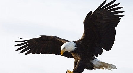 The bald eagle wasn't actually the official bird of the US until this week