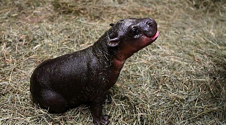 ‘Adorable’ Baby Pygmy Hippo Needs A Name, Zoo Says