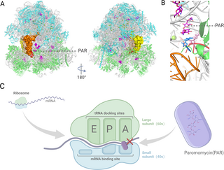 Progress in antileishmanial drugs: Mechanisms, challenges, and prospects