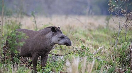 Herbívoro, solitário e citado de maneira pejorativa: conheça o maior mamífero terrestre da América do Sul