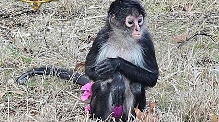 Deputies in Missouri responding to "bananas situation" find monkey in a pink tutu