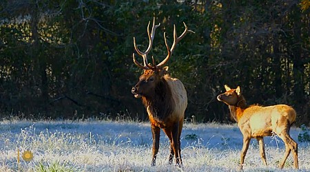 Nature: Elk in the Ozarks