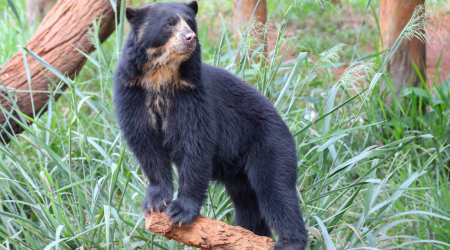 Andean Bears Are Endangered But A Team Is Working On A Sustainable Project That May Help Protect The Species Long Into The Future