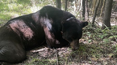 ‘Massive’ Black Bear Thrills Researchers In Mississippi