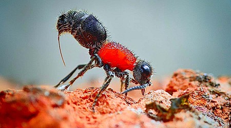 Secrets of velvet ant's venom explain what makes its sting so painful