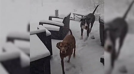 'Changed our minds': Video shows 2 dogs head straight back inside amid whiteout snow