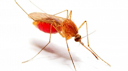 ‘Mosquito shield’ cuts malaria infections by a third