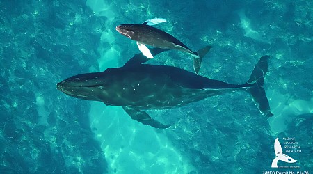 Humpback whale mother-calf health assessed using drone tech