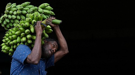 « La banane veut sauver sa peau grâce au drone »