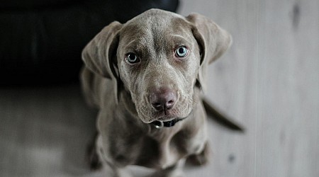 L’amitié homme-chien remonte encore plus loin que ce qu’on croyait