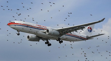 El principal sospechoso del accidente aéreo en Corea del Sur es común en la aviación. El problema es que no suele terminar así