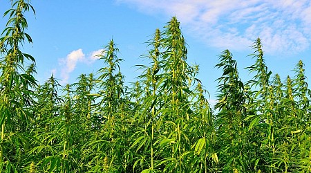 Judge Halts Tennessee Rules That Would Ban Hemp Products