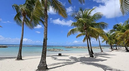 Guadeloupe. Maladie mortelle et érosion : les cocotiers vont-ils disparaître des plages ?