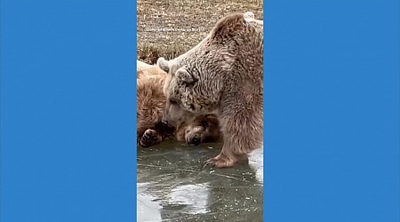 WATCH: Bears enjoy frozen pond at New York sanctuary