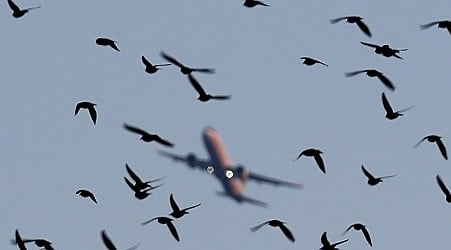 Should you be worried about bird strikes during your next flight?