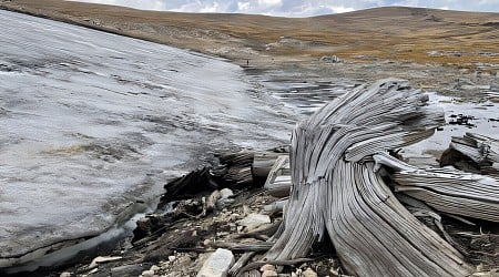 Frozen forest discovery hints at future alpine ecosystem changes