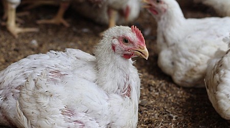 First US bird flu death recorded in Louisiana as outbreak spreads