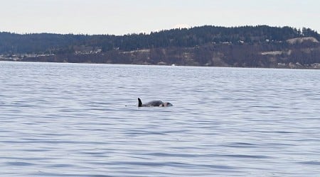 Orca mom Tahlequah is carrying a dead calf for the second time, raising concerns among scientists