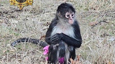 Monkey in a tutu escapes from a home. Missouri sheriff's office says the capture was 'bananas.'