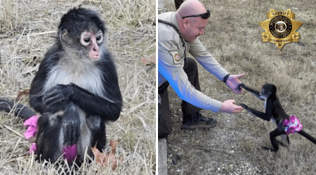 Escaped monkey in a tutu safe after ‘bananas’ Missouri rescue