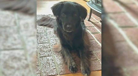 Runaway rescue dog rescued after 8 days in MA