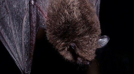 NH elementary school to carry out ‘bat eviction’