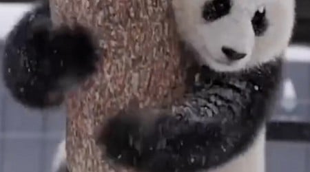 WATCH: Adorable giant pandas enjoy snow day at their new home, the Smithsonian National Zoo