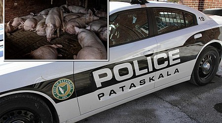 Elderly Ohio woman, 75, mauled to death and partially eaten by neighbor's pigs on Christmas: police